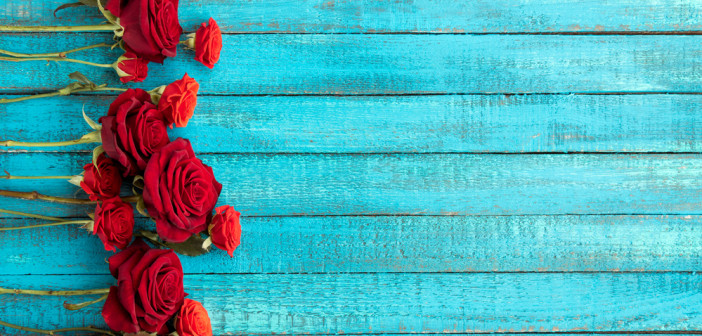 Red roses on a blue wooden background