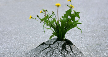 Plants emerging through rock hard asphalt. Illustrates the force of nature and fantastic achievements!